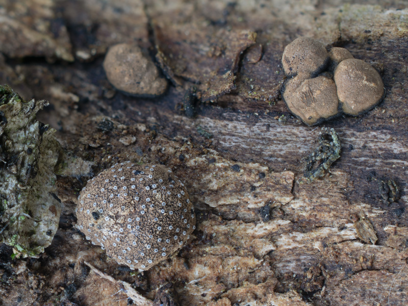 Hypoxylon fraxinophilum